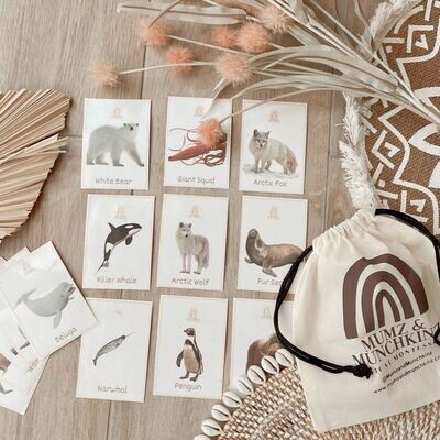 Downloads: Flashcards - Animals - Artic