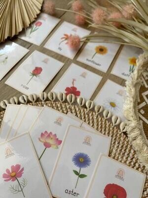Downloads: Flashcards - Nature - Flowers